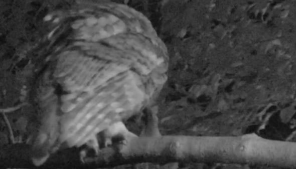 When Chris and Michaela check, they spotted an owl with its eye on a rodent, but was it Ray?