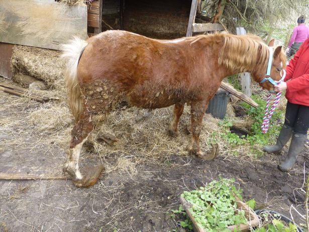 Eight of the ponies had to be put down due to the 'barbaric' neglect they had suffered