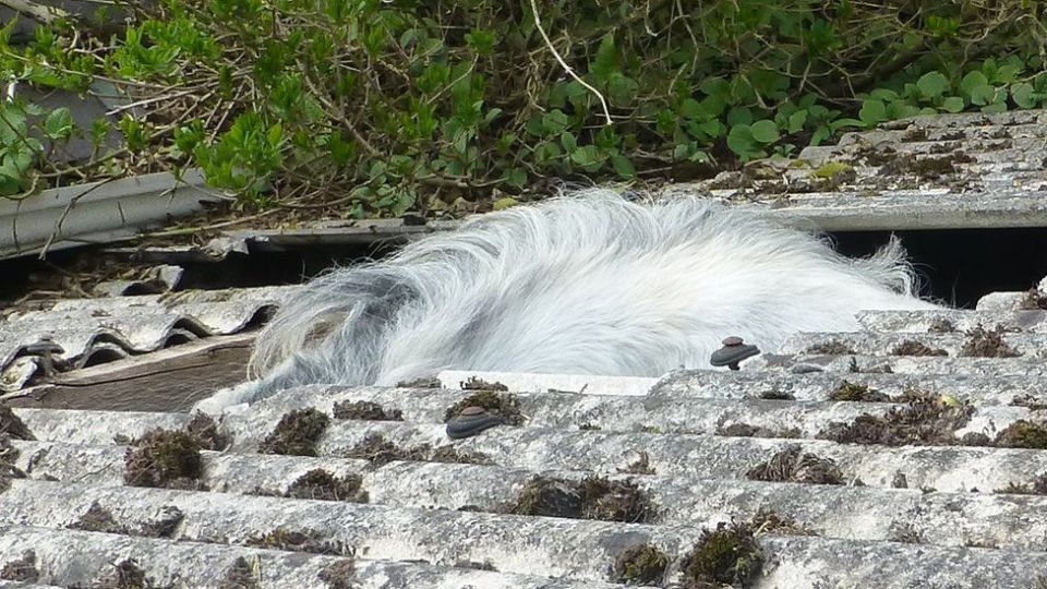 One pony was unable to stand in the stable and its back protruded through a hole in the roof