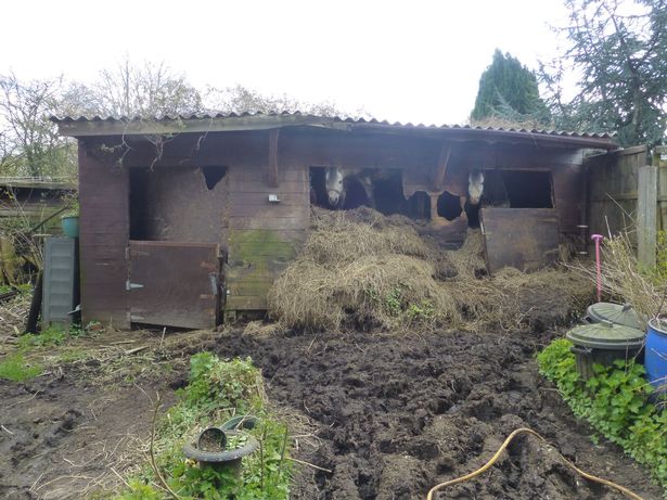 Cruel Jack Carter, 75, and his wife Barbara, 73, kept the ponies in cramped stables full of muck