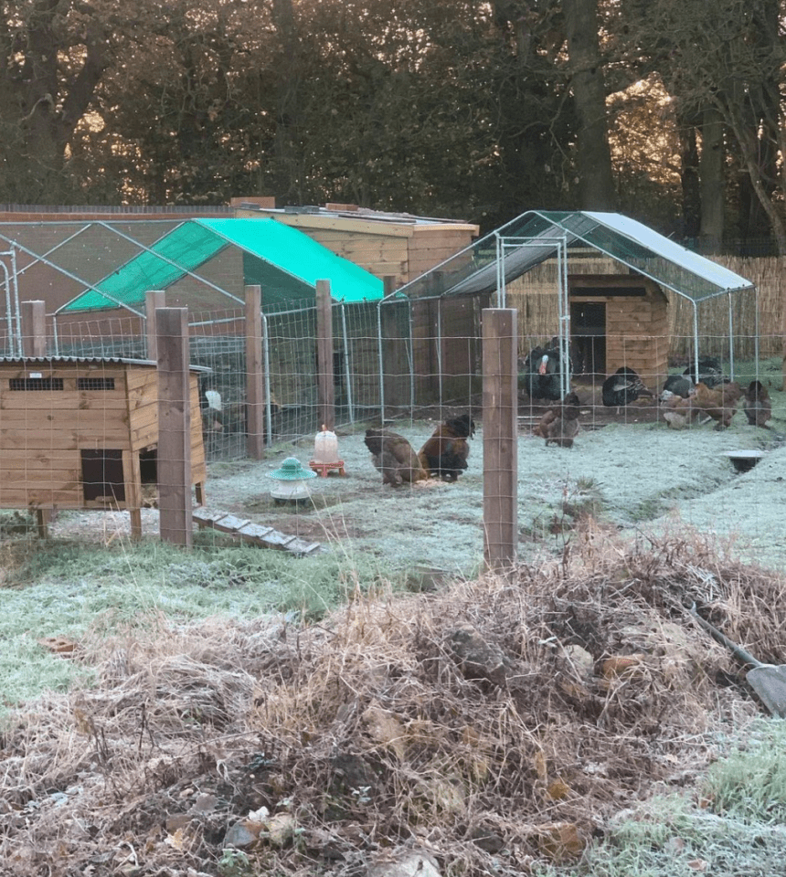 On Smith's farm he has several cockerels and hens housed in a coop