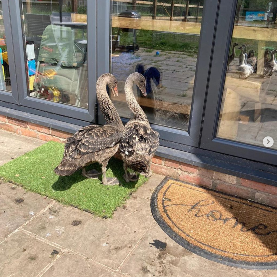 Two black swans try to get into the family home