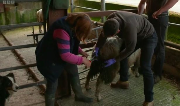 Kelvin was shaving off matted fur when neighbour Jilly suggested he get to grips with the animal’s testicles