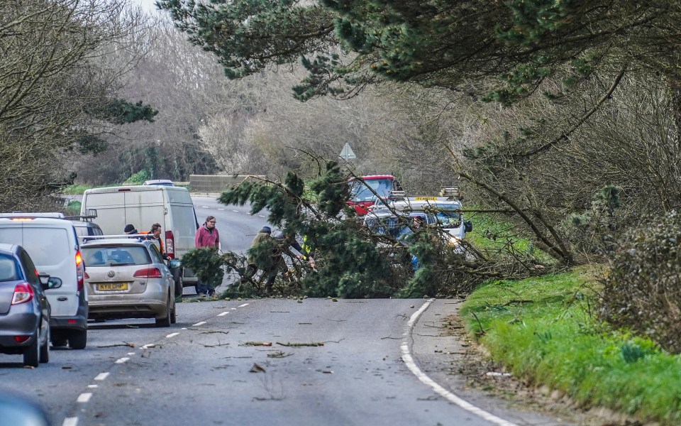 Council workers and members of the public clear a fallen tree from the A394 near Penzance