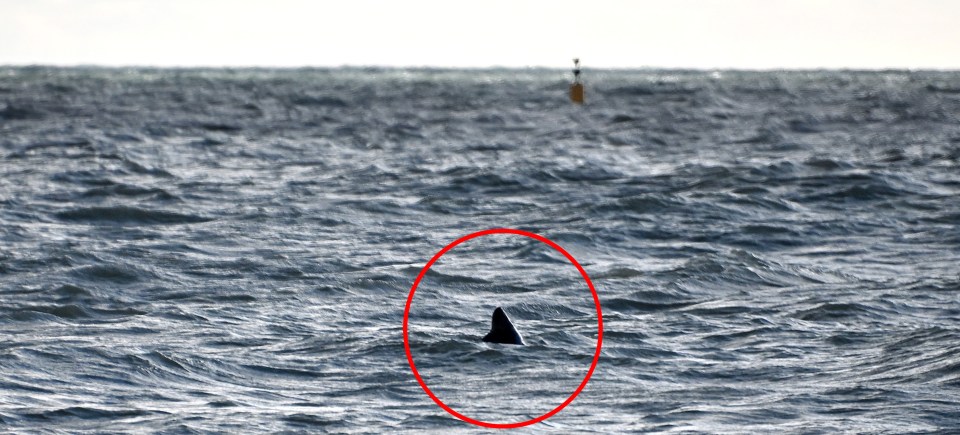 James Venn believes he spotted a shark off the British Coast