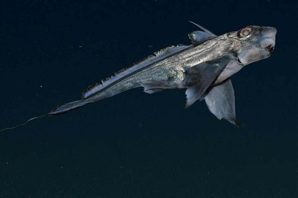  A rare chimaera has been spotted near New Zealand