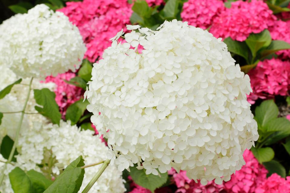 Hydrangeas in bloom