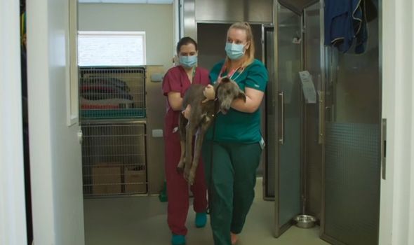 On The Dog House, an injured lurcher was rescued from a ditch and brought to Wood Green