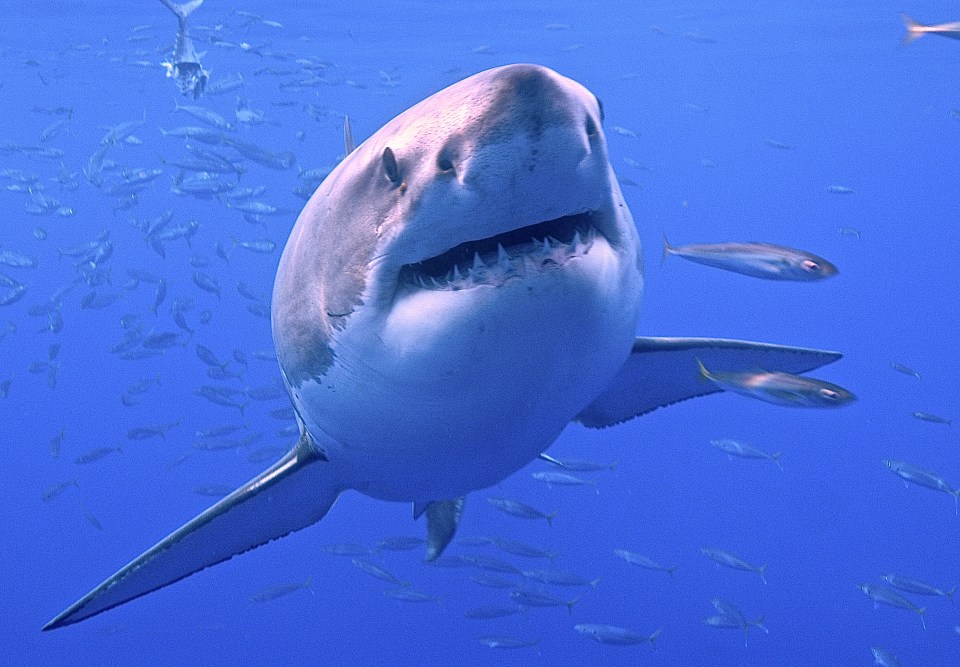 A great white shark can grow to 20ft in length and weigh 5,000lbs - and they can live for 70 years