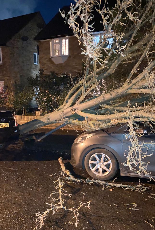 Wild winds last night upended trees and caused travel chaos