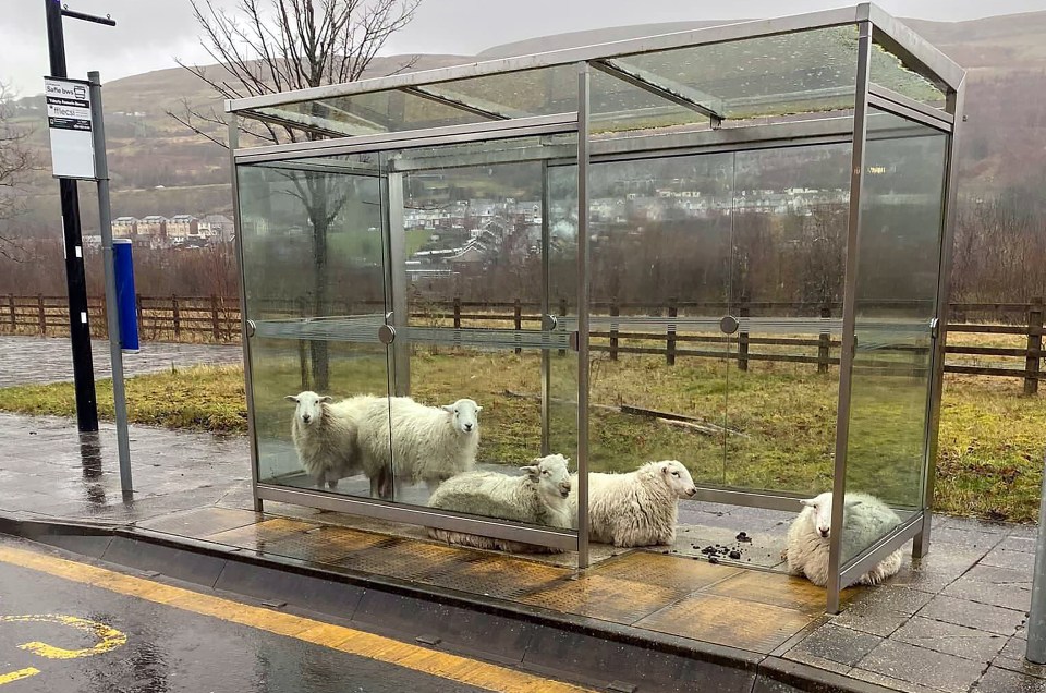 Sheep take refuge from the gale force winds in a bus shelter