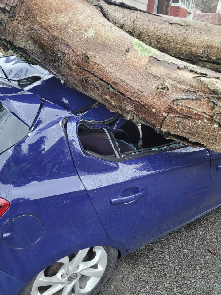 A tree cruhed a car in Glanmor Park Road, Swansea