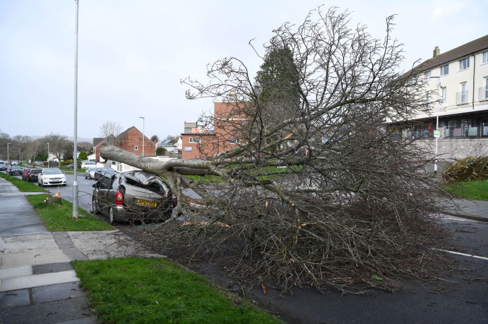 A car crushed by a tree in Plymouth