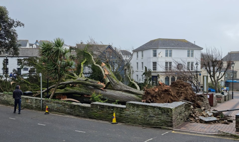 A tree ripped from its roots in Bude, Cornwall