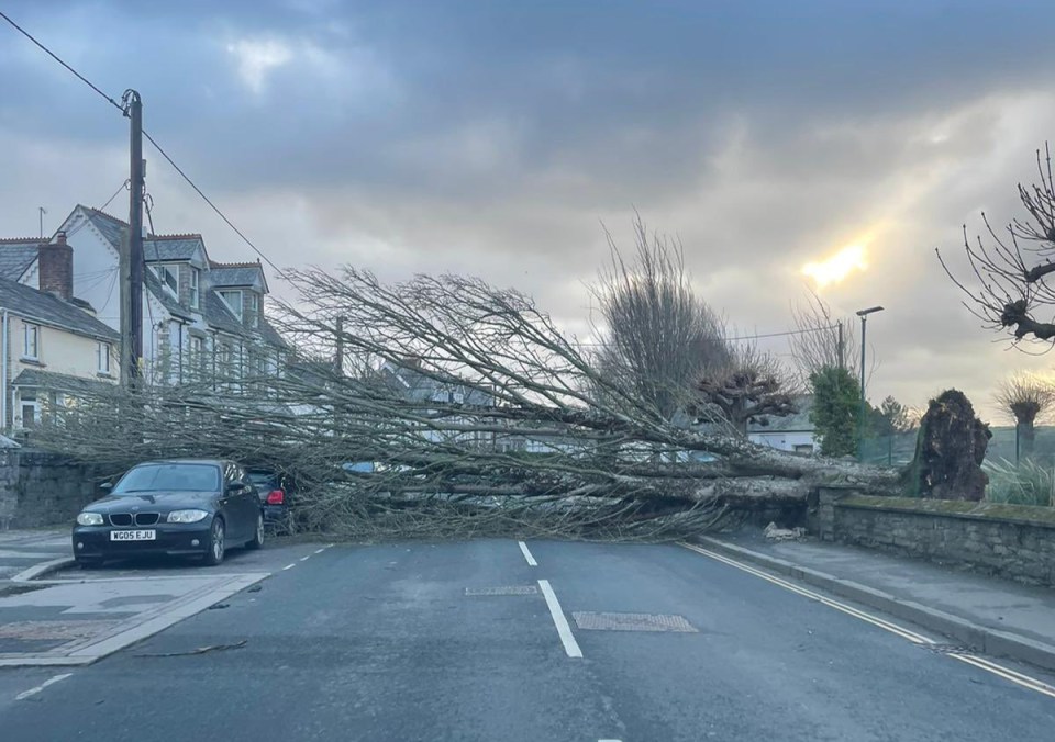 A road in Wadebridge, north Cornwall, blocked by a fallen tree