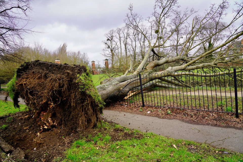 A tree came crashing down in East Molesey, Surrey on Friday