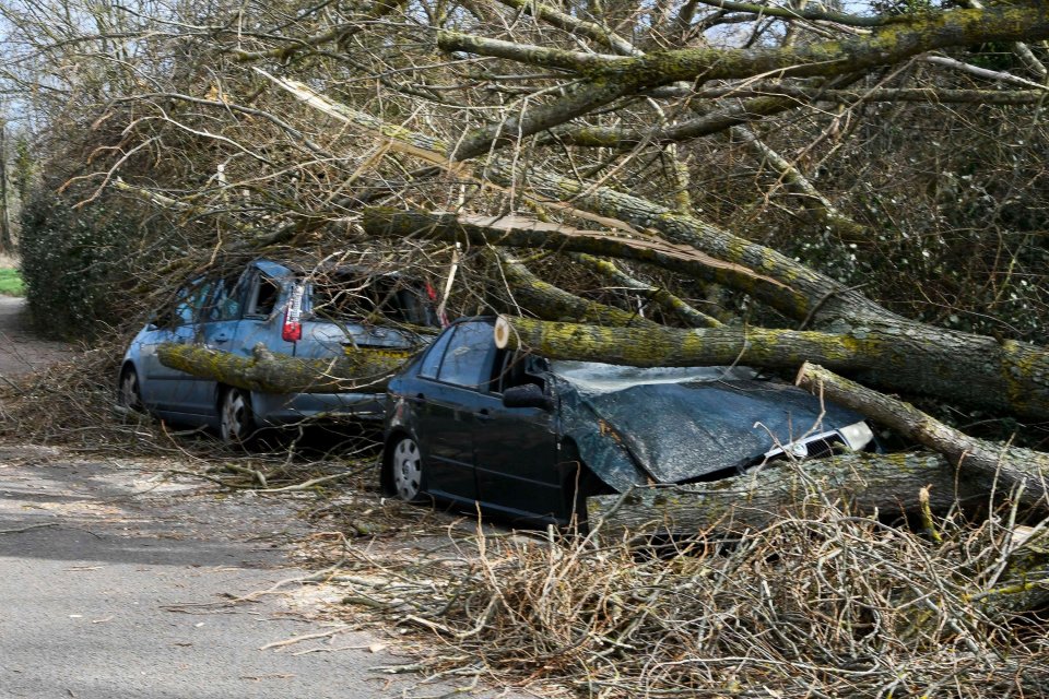 Cars were crushed under trees in the high winds