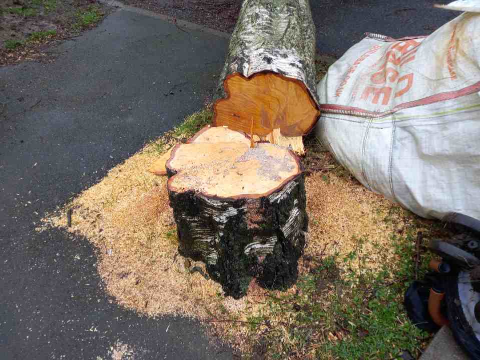 The tree does not appear to have been a casualty of the storm