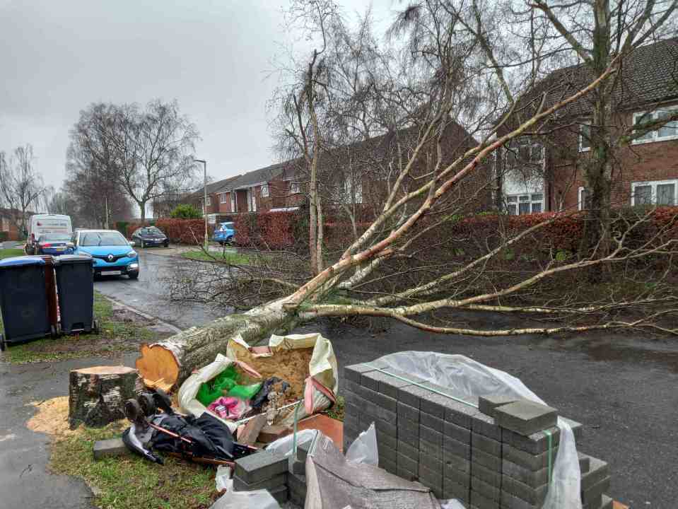 The council confirmed it hadn't been chopped down by them