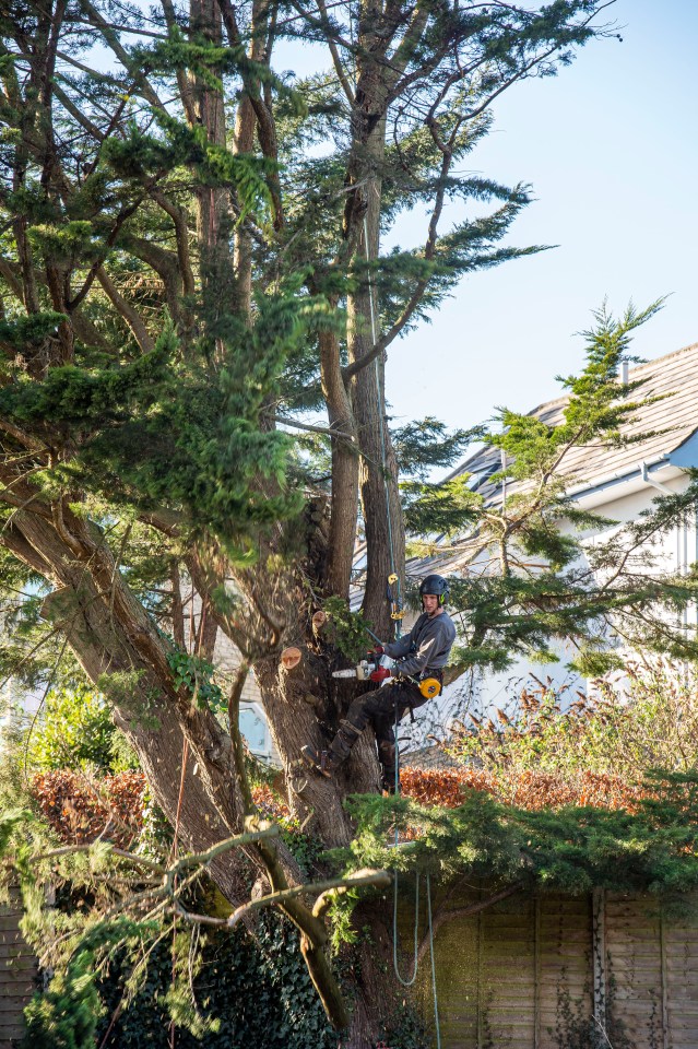 Locals were livid that the trees were cut down