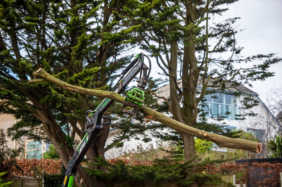 Despite appeals and objections from neighbours, this week workmen cut the four trees down using chainsaws