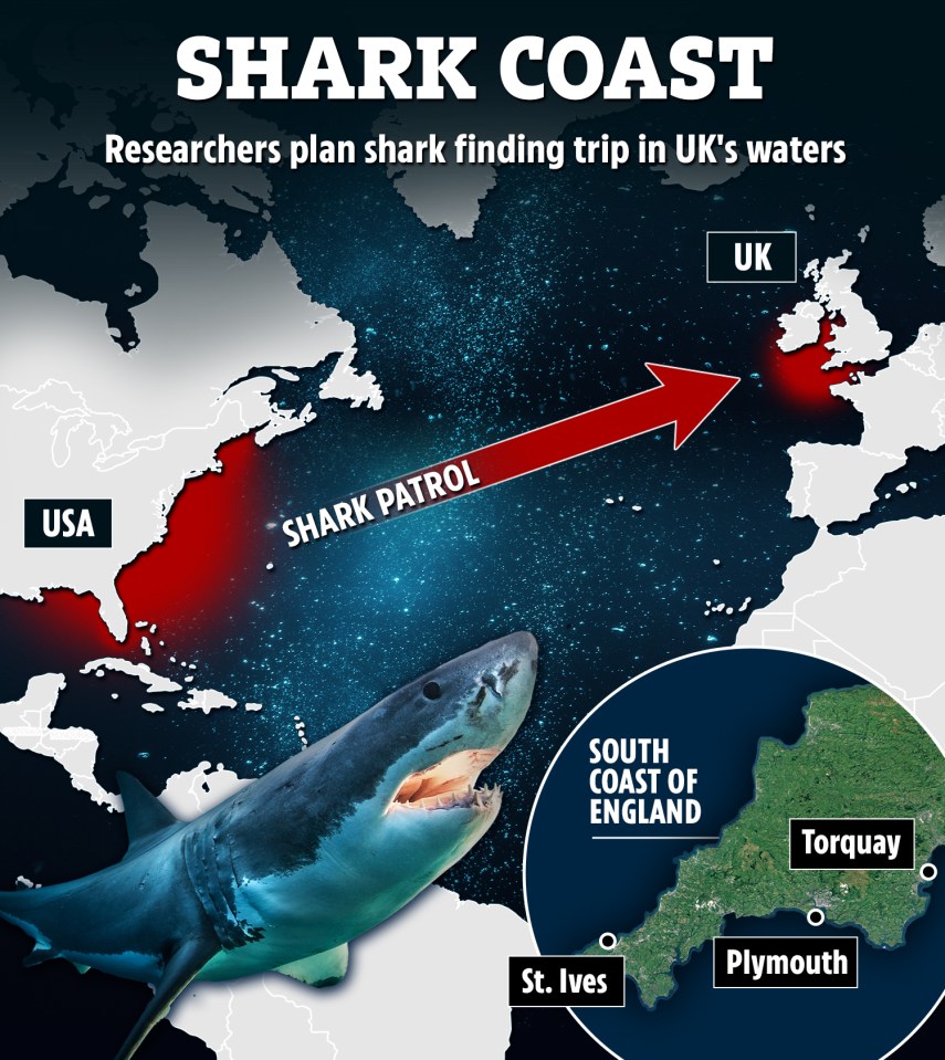 Shark experts are planning to come to the UK in September 2022