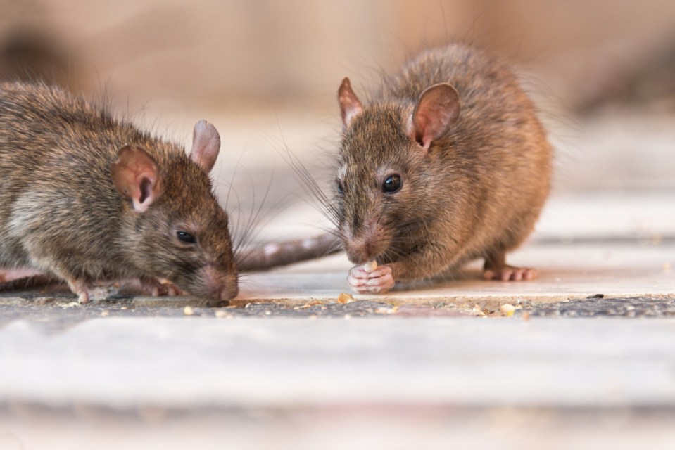 There are ways to prevent rat infestations