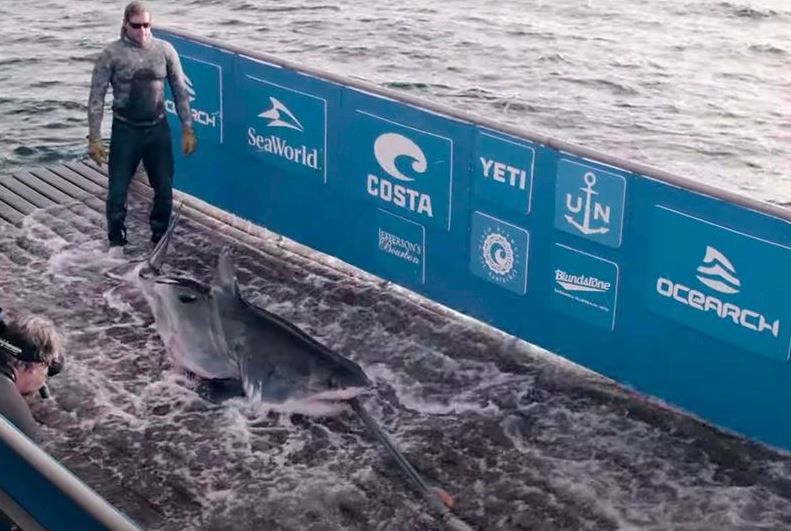 Ocearch will head up research and hope to discover evidence of Great Whites in British seas