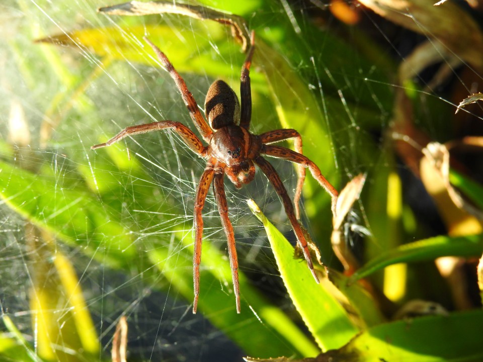 The fen raft is Britain's biggest arachnid