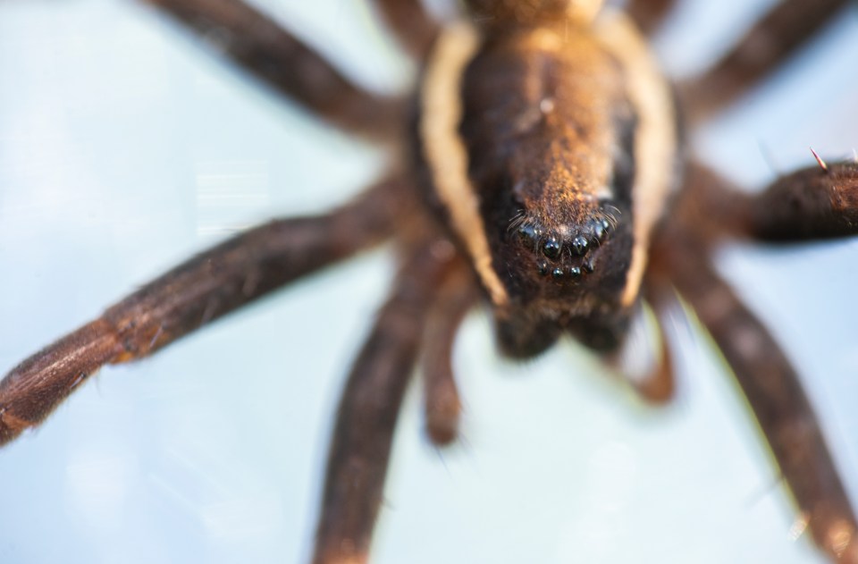 The spider has a leg span of up to three inches