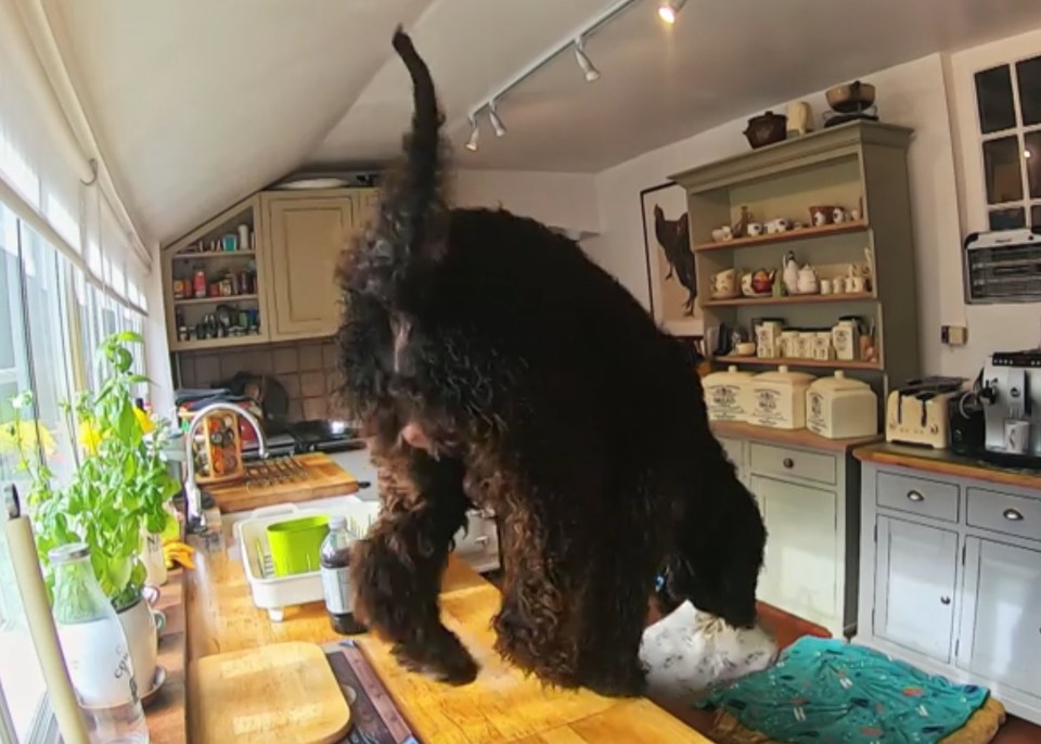 Hendrix the pooch was jumping up on the kitchen counter