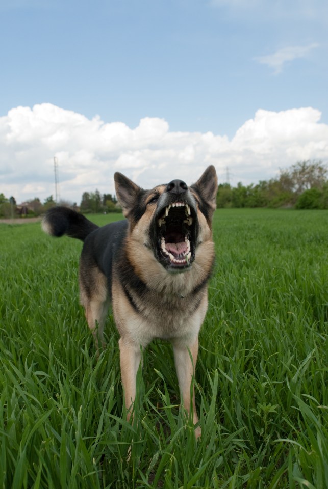 The judge ordered the dog be removed from its owner (stock image)