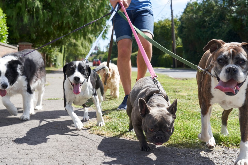 Dog walkers have been warned to stay away from areas where Jester had been spotted