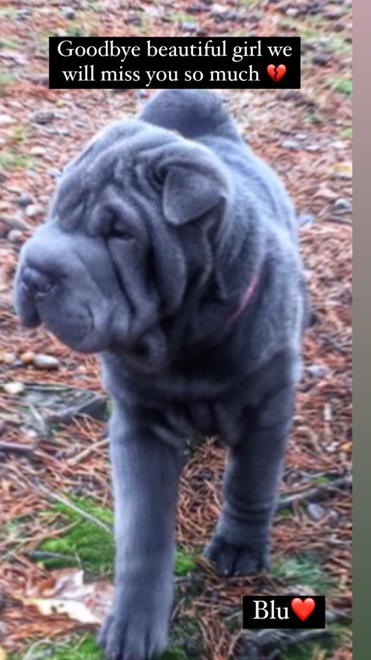 Shar Pei Blu died at the beginning of February