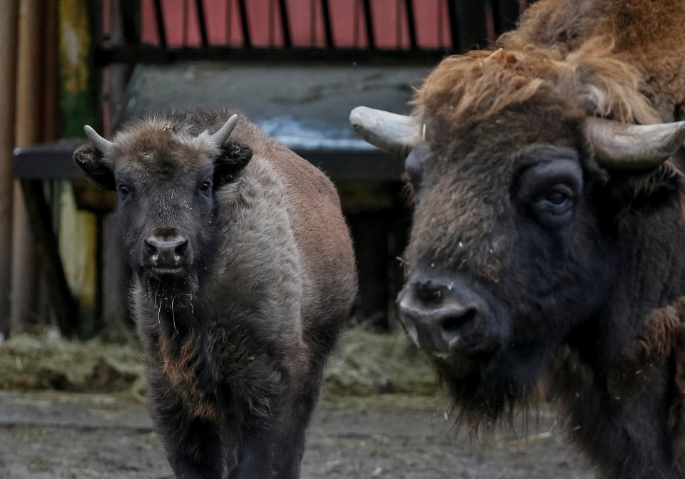 Animals at Kyiz Zoo are distressed from air sirens and blasts