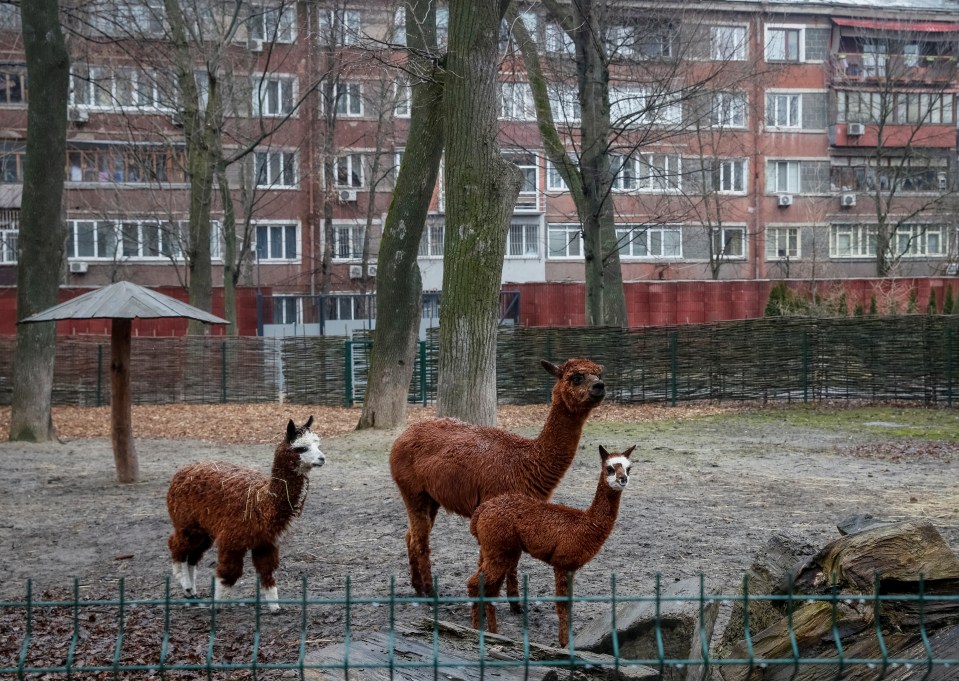 Alpacas at Kyiv's zoo as the capital remains under attack by Russian troops