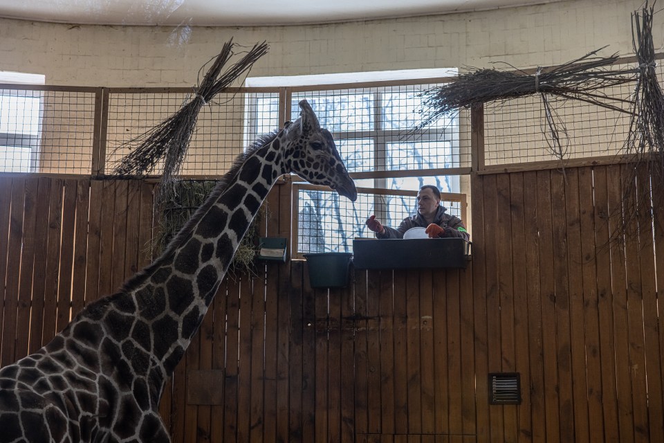 Brave staff have stayed on to care for the animals