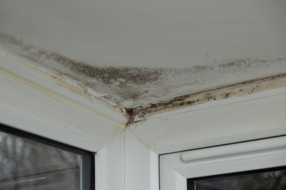 Alisha claims there is mould on almost every wall and mushrooms growing