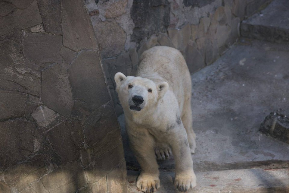 Animals at Mykolayiz Zoo in Ukraine have been left distressed by shelling