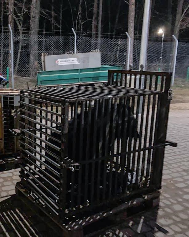 Five bears from a shelter near Kyiv have been moved to another sanctuary