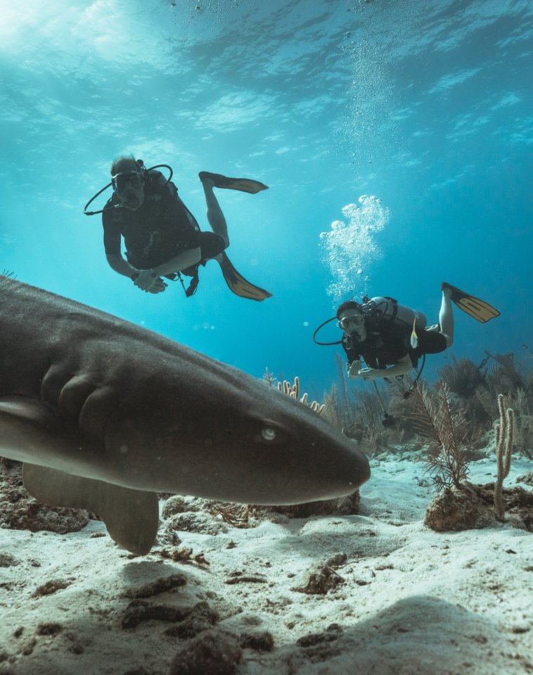 The Cambridges got up close and personal with sea creatures during their diving session