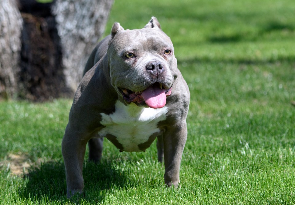 It's believed the breed was an American Bully - this is a stock image and is not the dog involved in the attack