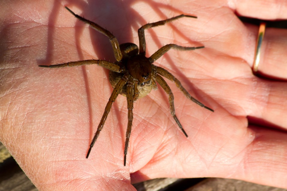 The fen raft spider can grow to the size of your palm