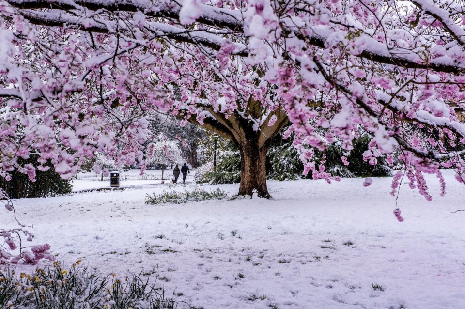 Locals and their dog were out in the Valley Gardens this morning to enjoy the scenery in Harrogate