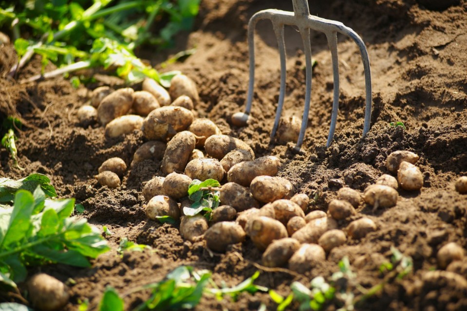 Learn ways on how to grow potatoes.