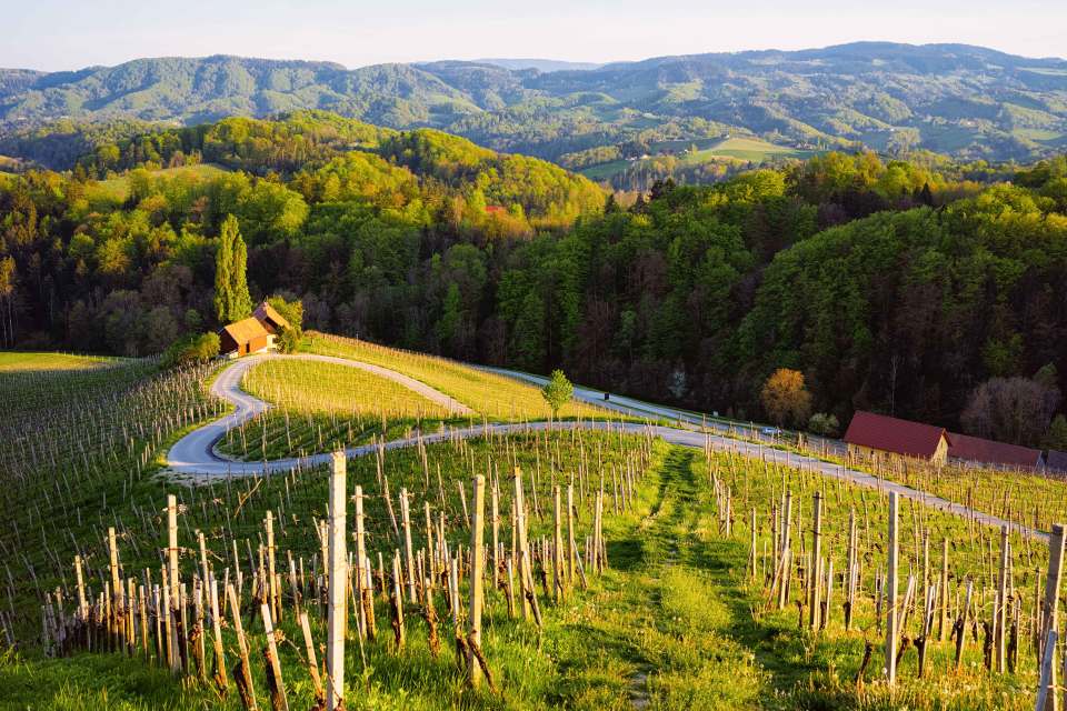 A Big Guy Wine Tour will ensure you leave knowing everything about Slovenian wine