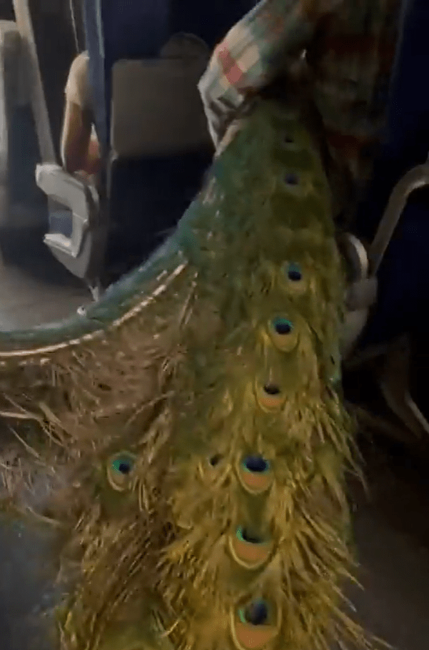 When the woman was seated, the peacock's tail feathers filled up most of the aisle