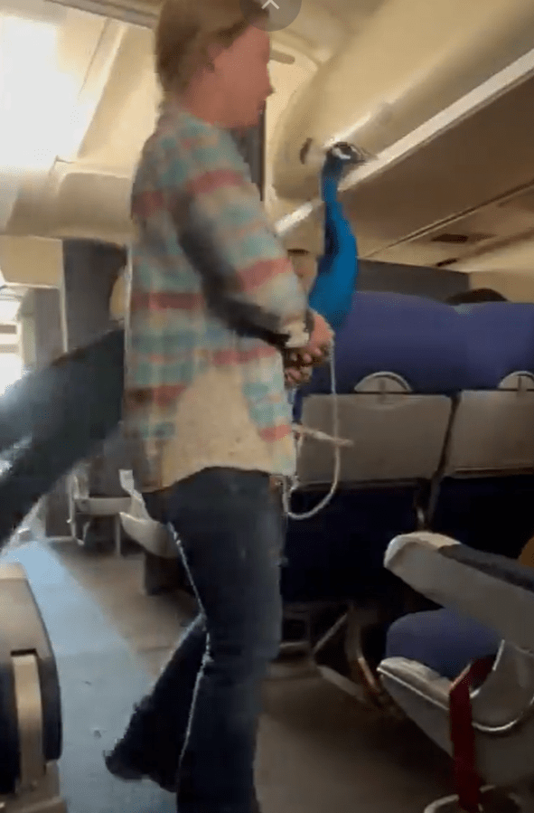 Passengers were left stunned after a woman brought a peacock onto a flight