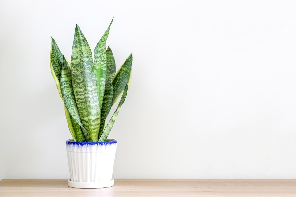 Sleep expert Steve Payne says: ‘House plants work wonders at improving air quality’