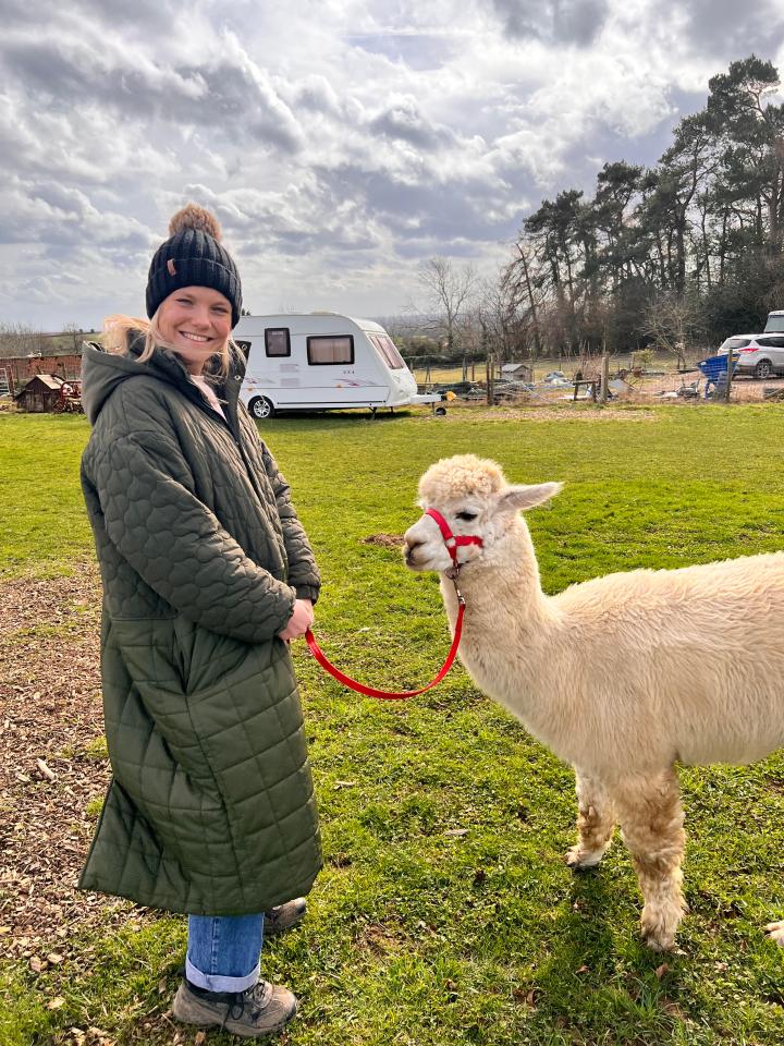 Beacon Alpacas is a breeding farm that offers alpaca walk experiences